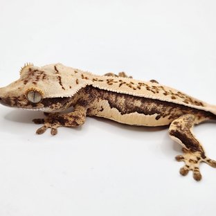 풀핀 쿼드 드리피