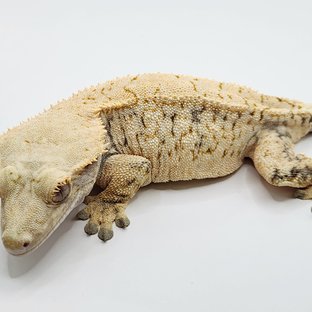 드리피 화이트스팟