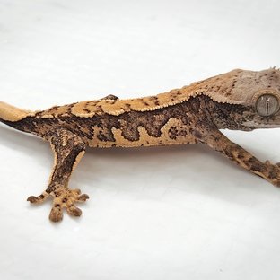 트라이