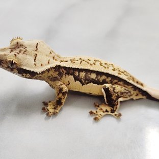 풀핀 쿼드 드리피