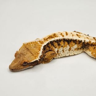 텐저린 트라이