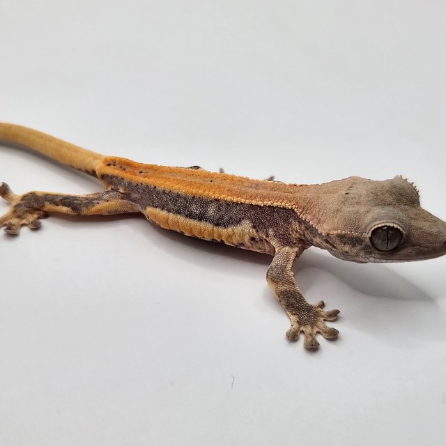 릴리100%헷아잔틱