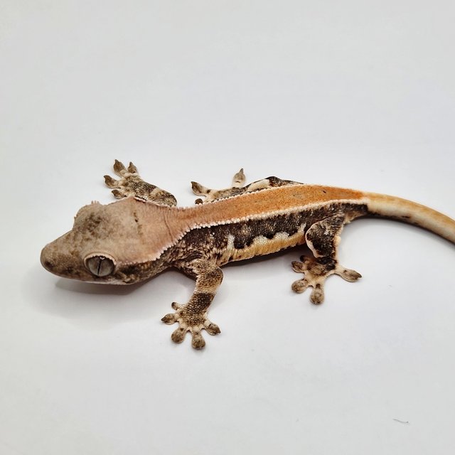 릴리100%헷아잔틱