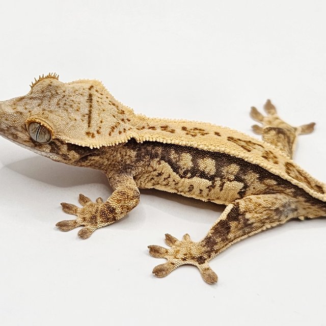 풀핀 쿼드 드리피