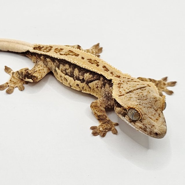 풀핀 쿼드 드리피