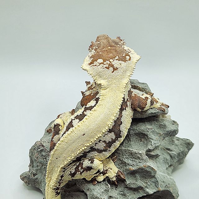 릴리 세이블
