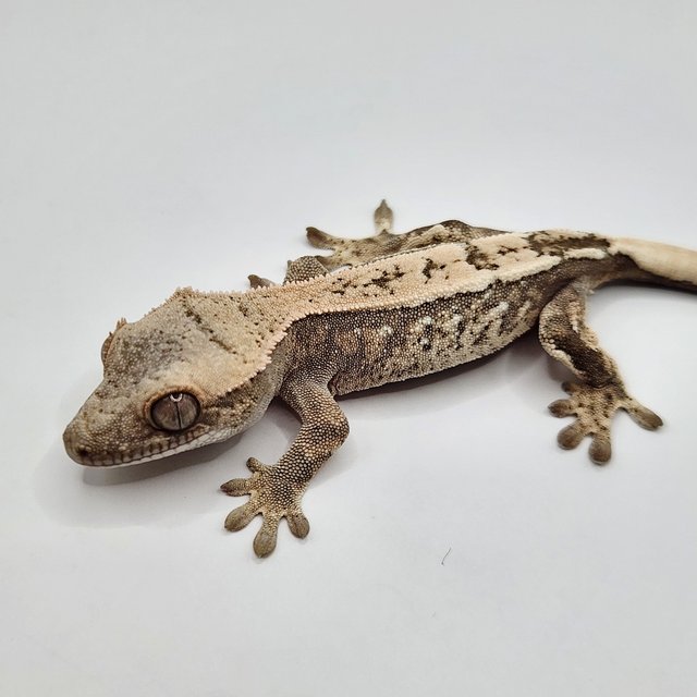 세이블 100%헷아잔틱