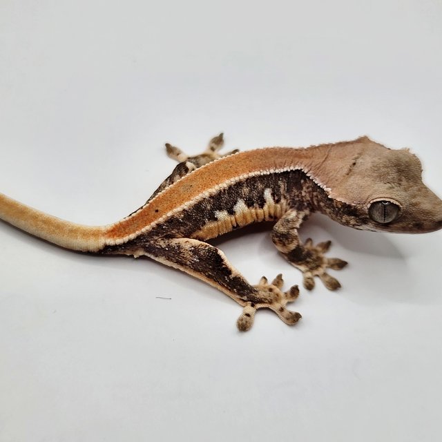 릴리100%헷아잔틱