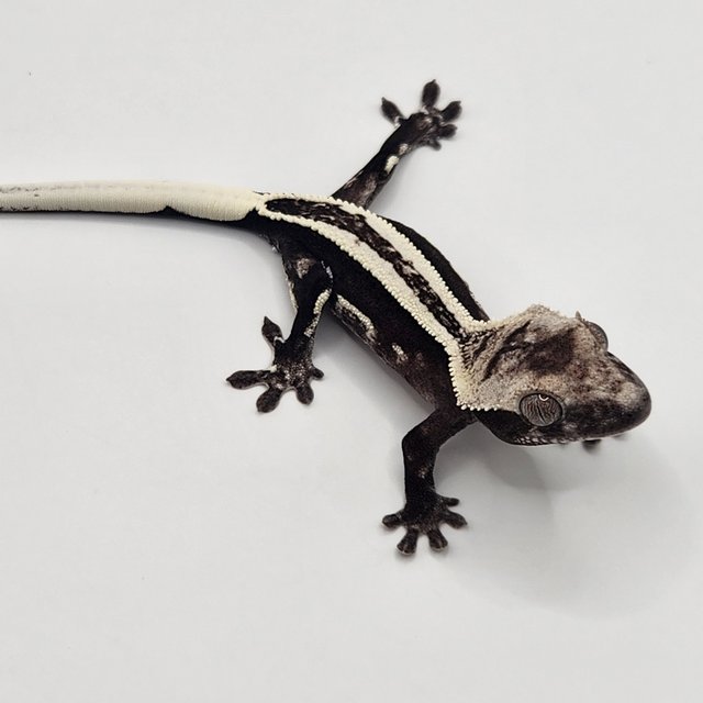 슈퍼스트라이프 아잔틱