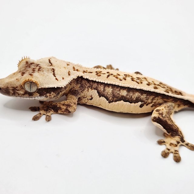 풀핀 쿼드 드리피