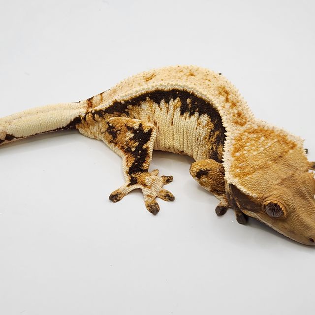 드리피 쿼드 텐저린