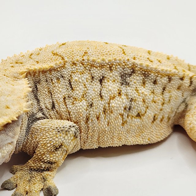 드리피 화이트스팟