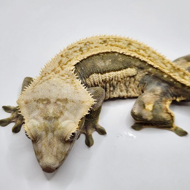 슈퍼스트라이프