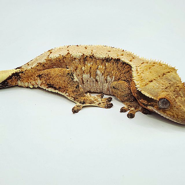 트라이 익스트림할리퀸 텐저린