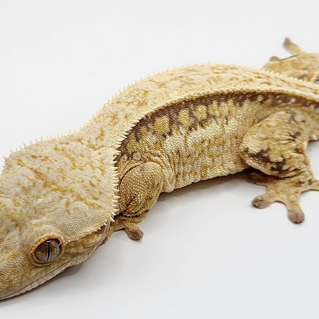 100%헷아잔틱 풀핀