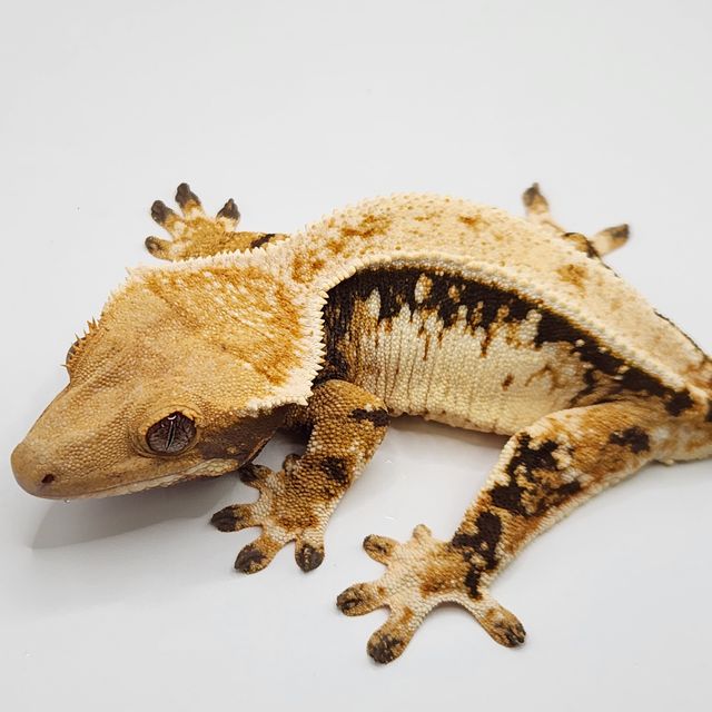 드리피 쿼드 텐저린