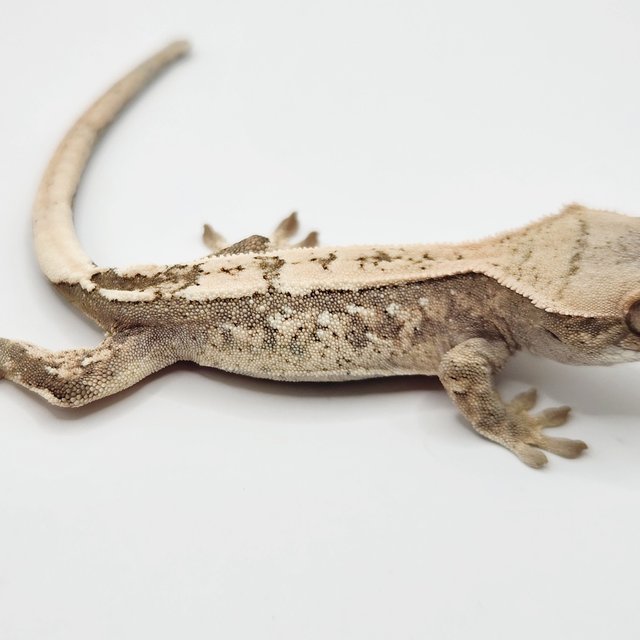 세이블 100%헷아잔틱