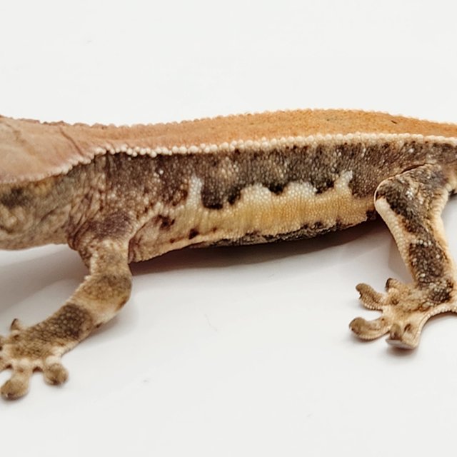 릴리100%헷아잔틱