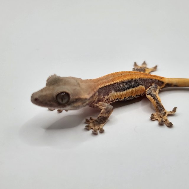 릴리100%헷아잔틱