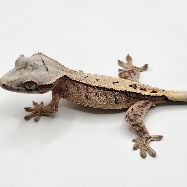 100%헷아잔틱 세이블