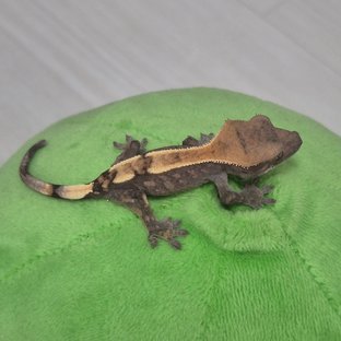 세이블