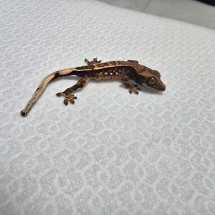 노멀