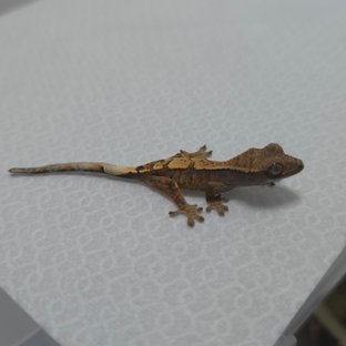 세이블
