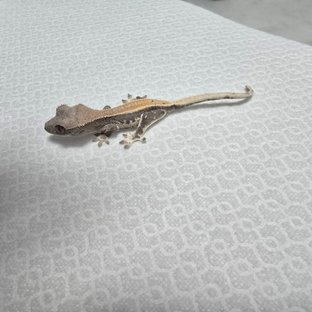 릴리 세이블 세이블