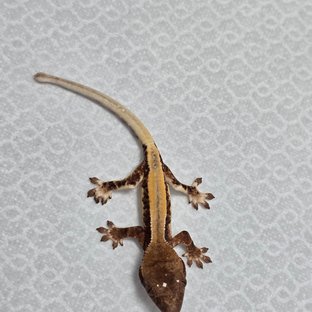 릴리 세이블