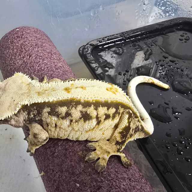 바브 할리퀸 익스트림할리퀸 트라이