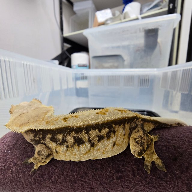 바브 할리퀸 익스트림할리퀸 트라이