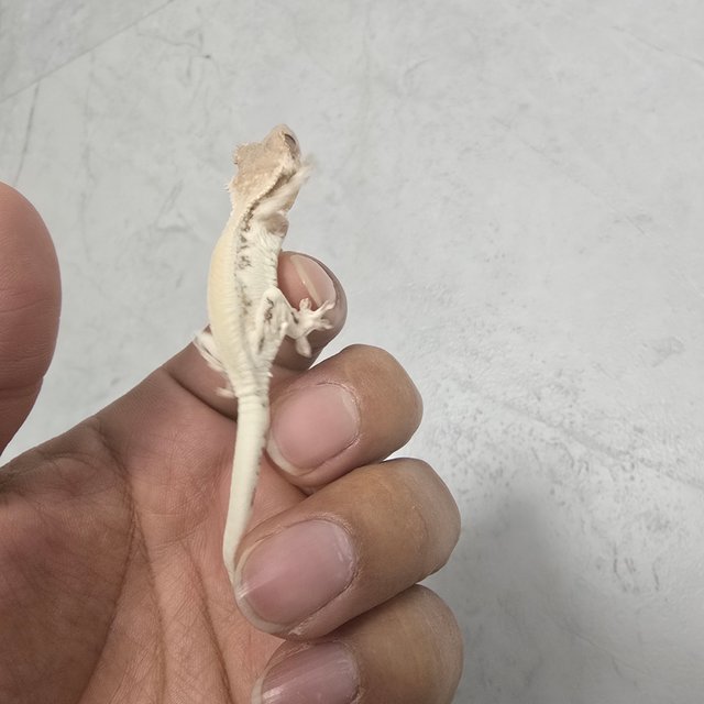 세이블 릴리 세이블