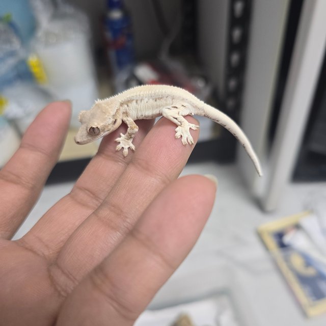 세이블 릴리 세이블