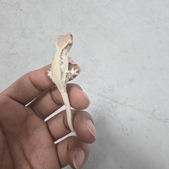 세이블 릴리 세이블