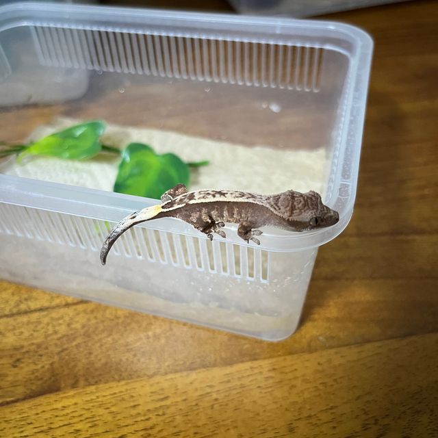 카푸치노