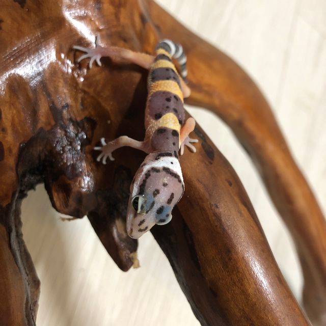 텐저린