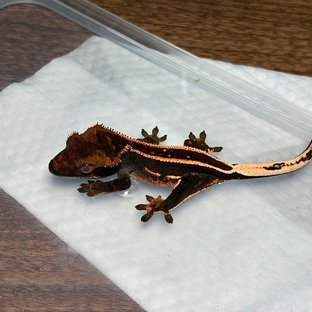 100%헷아잔틱 엠티백 슈퍼스트라이프 쿼드