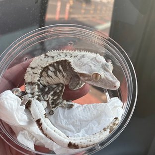 노멀 화이트스팟