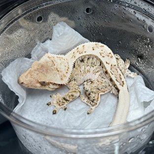 드리피 화이트스팟 노멀