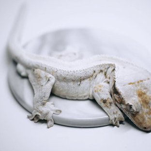 트라이 릴리화이트