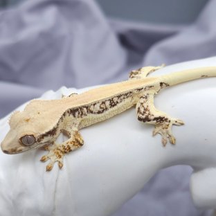 트라이 릴리화이트