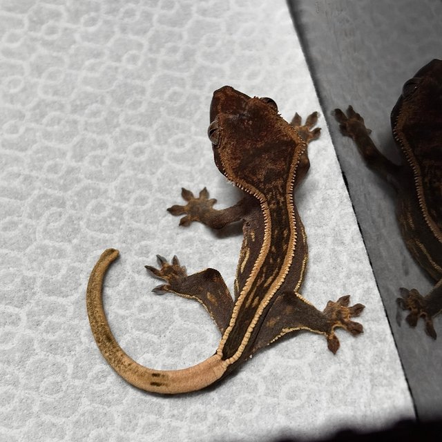 슈퍼스트라이프 엠티백