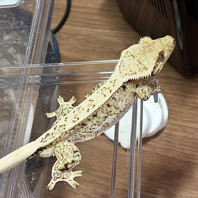 드리피 화이트스팟 노멀