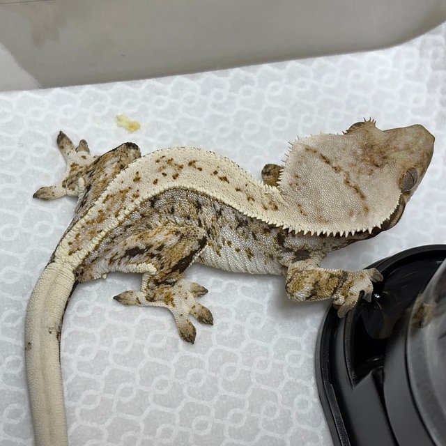 트라이 드리피 화이트스팟