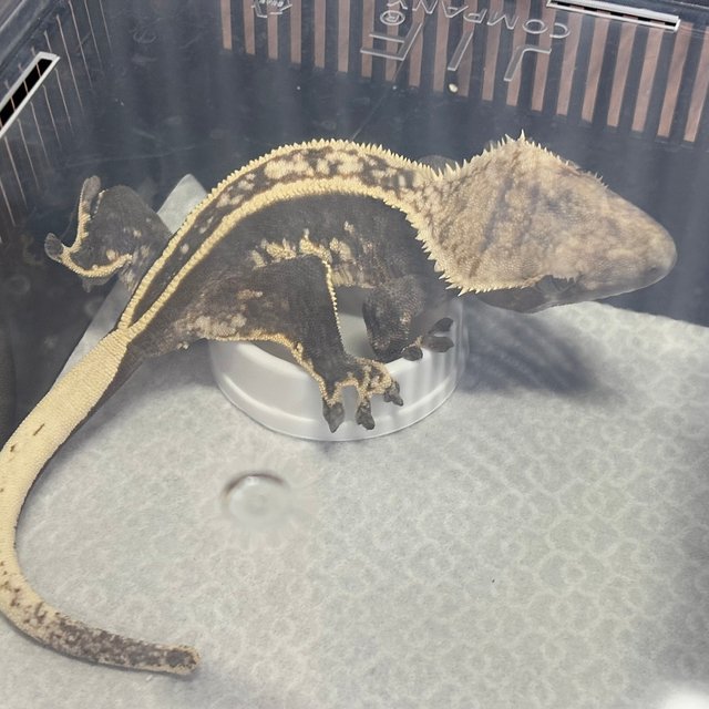 슈퍼스트라이프 엠티백