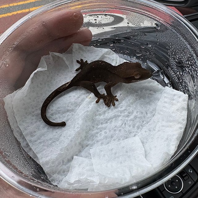 챠콜 팬텀 카푸치노