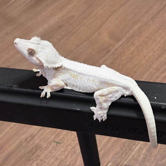 릴리화이트 크림