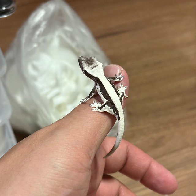 솔리드백 릴잔틱