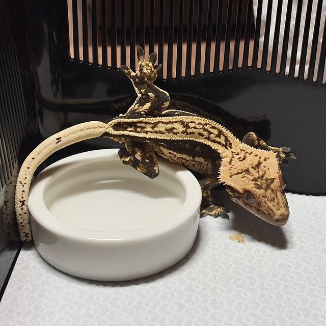 노멀 슈퍼스트라이프 쿼드 엠티백