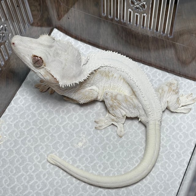 릴리화이트 크림